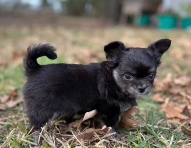 River’s Black with White Mkgs Female Chihuahua