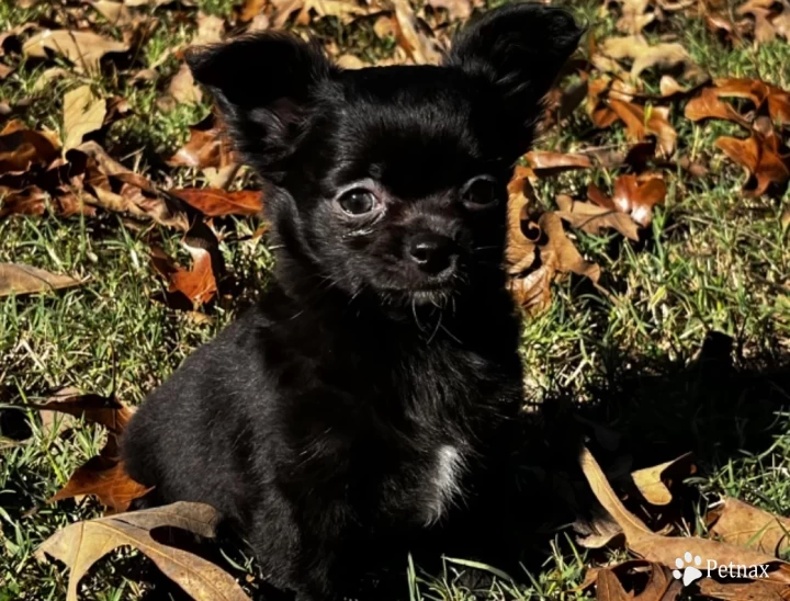 River’s Black and Tan with White mkgs Chihuahua