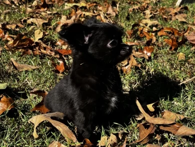River’s Black and Tan with White mkgs Chihuahua