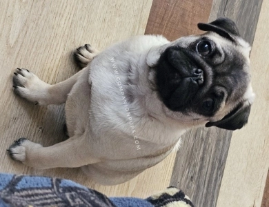 Daisy Pug