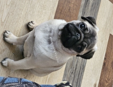 Daisy Pug