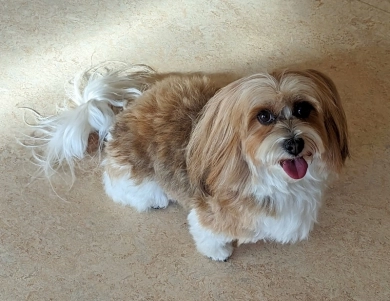 SALSA Havanese