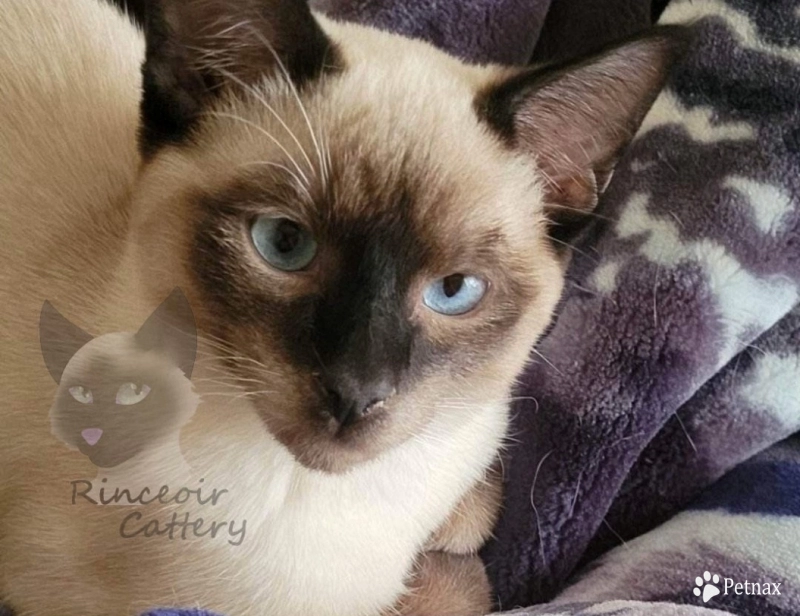 Marcus Siamese