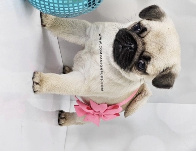 Silver Fawn - Pink Now Pug