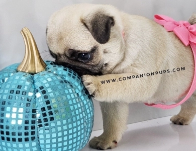 Silver Fawn - Pink Now Pug