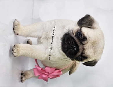 Silver Fawn - Pink Now Pug