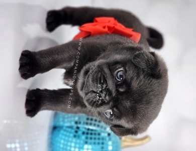 Red Bow - Black Boy Pug