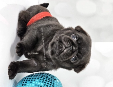 Red Bow - Black Boy Pug