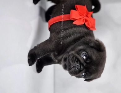 Red Bow - Black Boy Pug