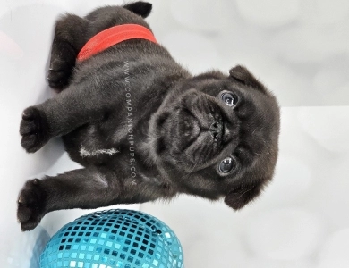 Red Bow - Black Boy Pug