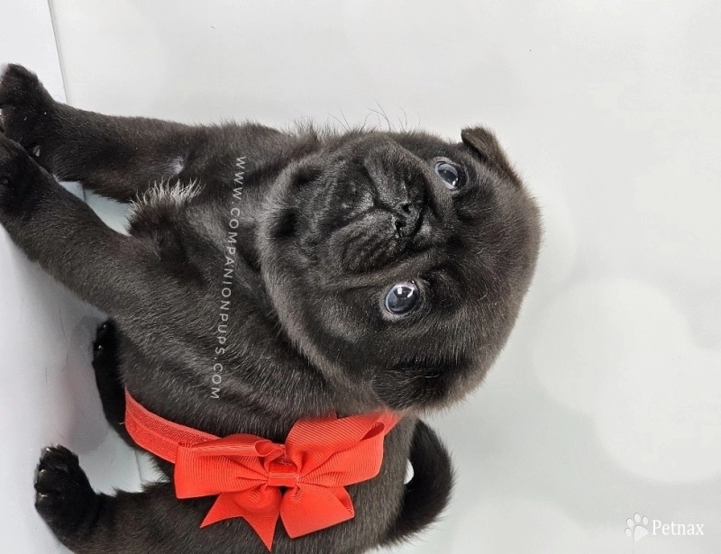 Red Bow - Black Boy Pug