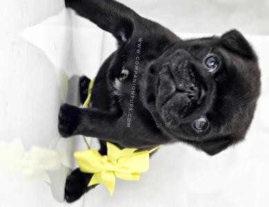 Yellow Bow - Black Boy Pug