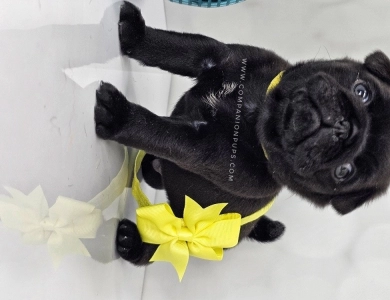 Yellow Bow - Black Boy Pug