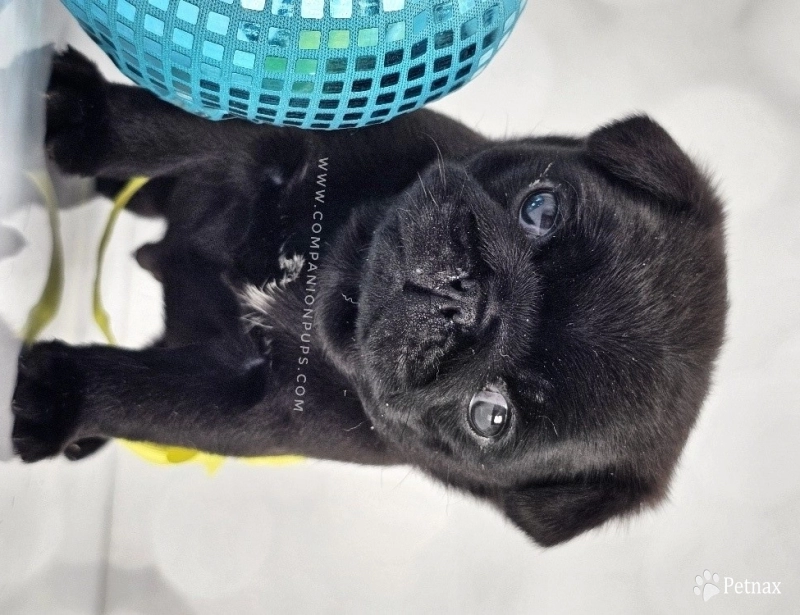 Yellow Bow - Black Boy Pug