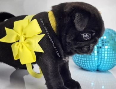 Yellow Bow - Black Boy Pug