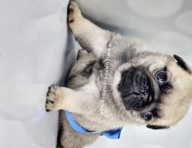 Blue Bow - Fawn Male Pug