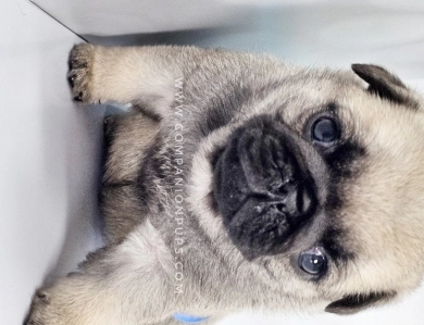 Blue Bow - Fawn Male Pug