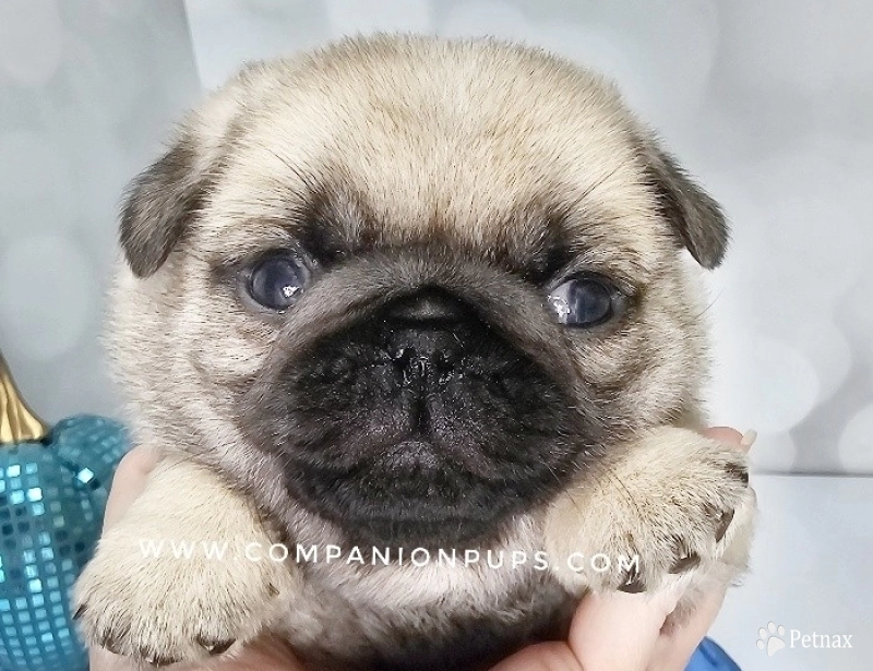 Blue Bow - Fawn Male Pug