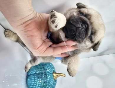 Blue Bow - Fawn Male Pug