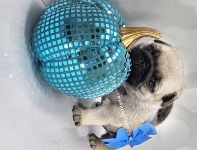 Blue Bow - Fawn Male Pug