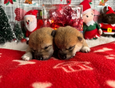 Brookelyn & Handsome Puppies Shiba Inu