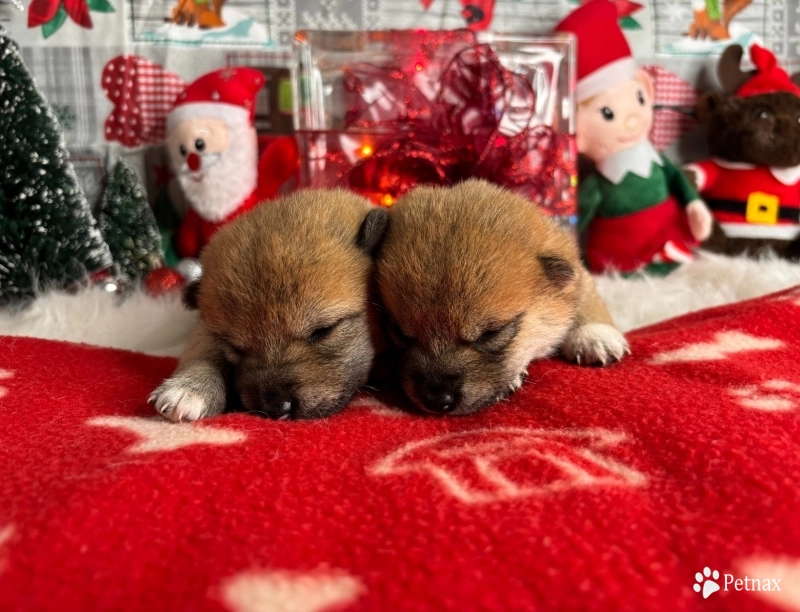 Brookelyn & Handsome Puppies Shiba Inu