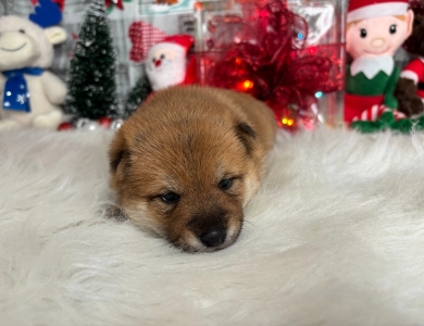 Oleseya X Remington  Shiba Inu