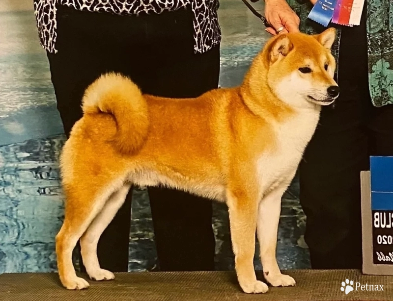 Dragor Shiba Inu