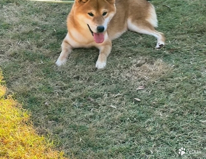 Mango Shiba Inu