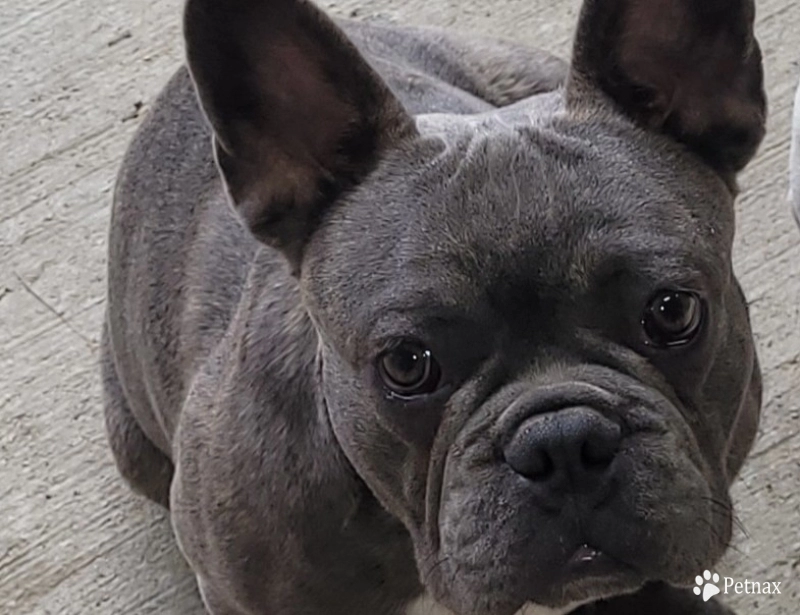 Moody Blue French Bulldog