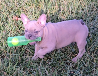 Slate French Bulldog