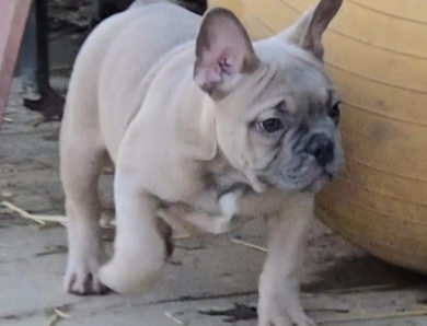 Slate French Bulldog