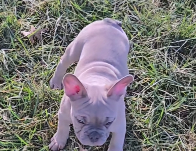 Slate French Bulldog