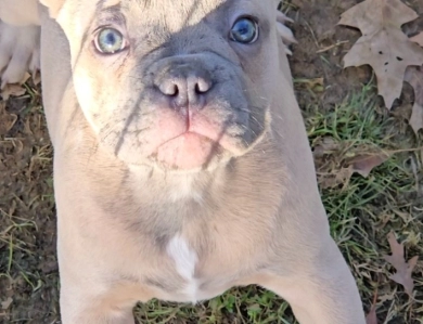 Slate French Bulldog