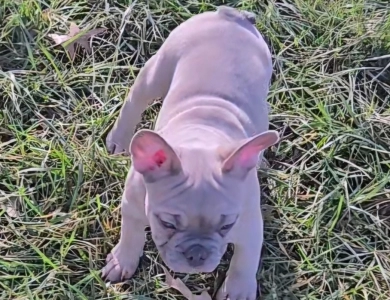 Slate French Bulldog