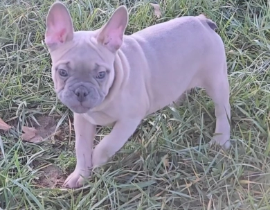 Slate French Bulldog