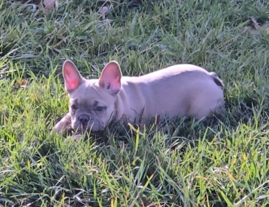 Slate French Bulldog