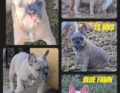 Slate French Bulldog