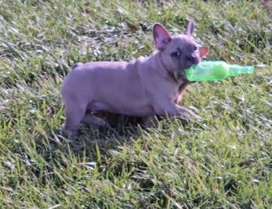 Slate French Bulldog