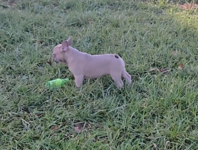 Slate French Bulldog