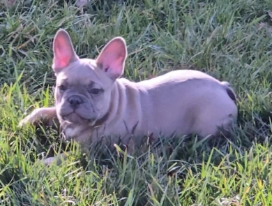 Slate French Bulldog