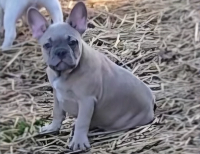 Slate French Bulldog