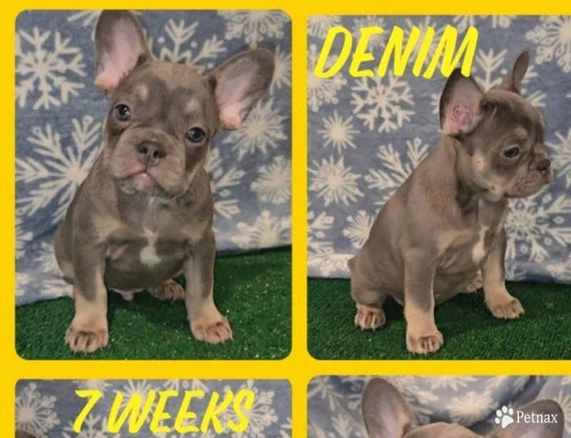 Denim French Bulldog