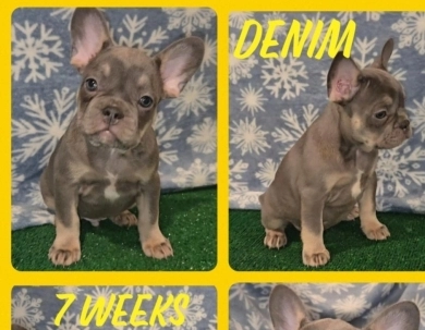 Denim French Bulldog