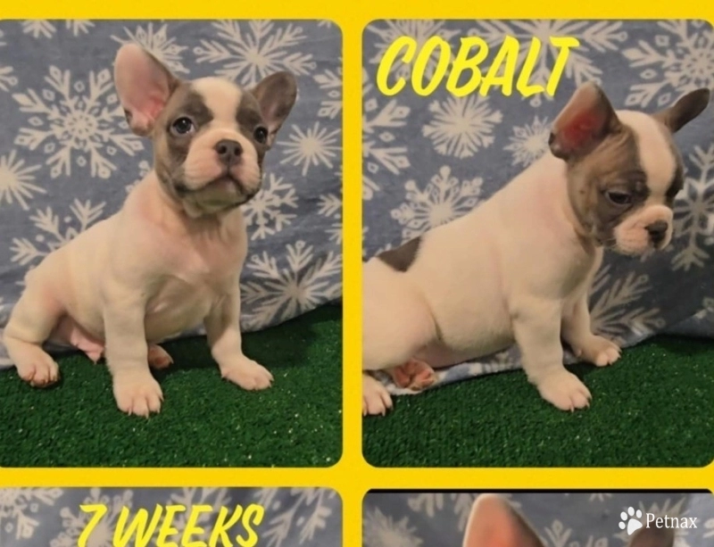 Cobalt French Bulldog