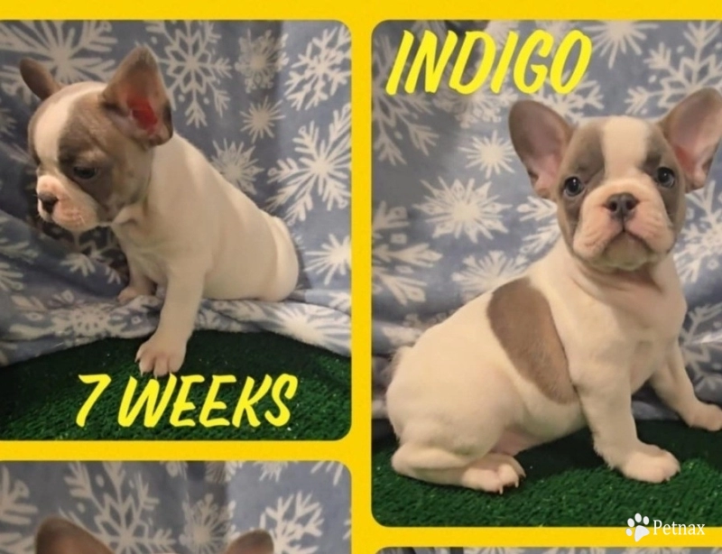 Indigo French Bulldog