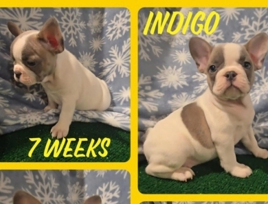 Indigo French Bulldog