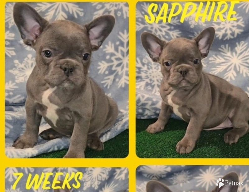 Sapphire French Bulldog