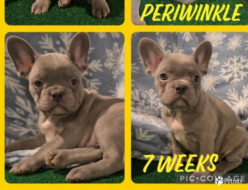 Periwinkle  French Bulldog