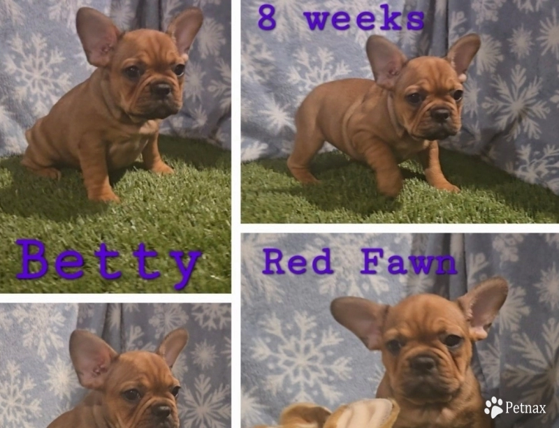 Betty French Bulldog